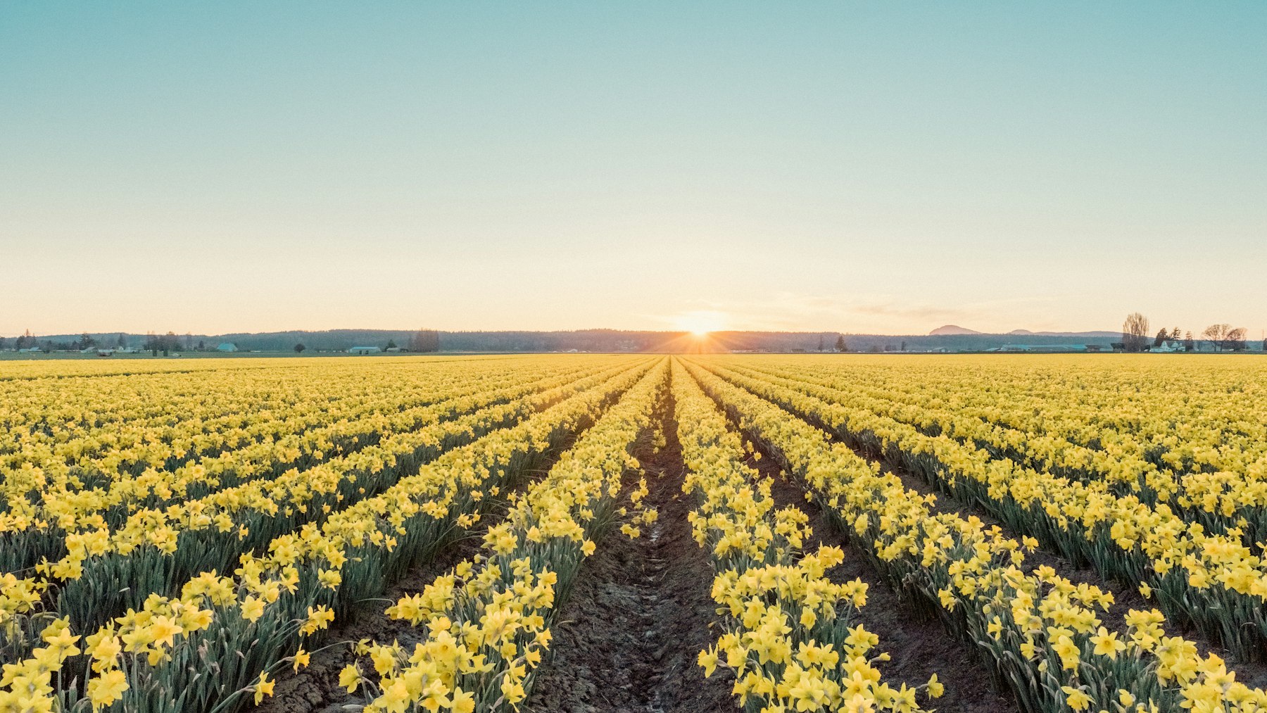 Rows of yellow daffodils in a farm field at sunset, evoking the spring bulb fields of Washington valleys